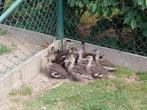 siereenden, Dieren en Toebehoren, Pluimvee