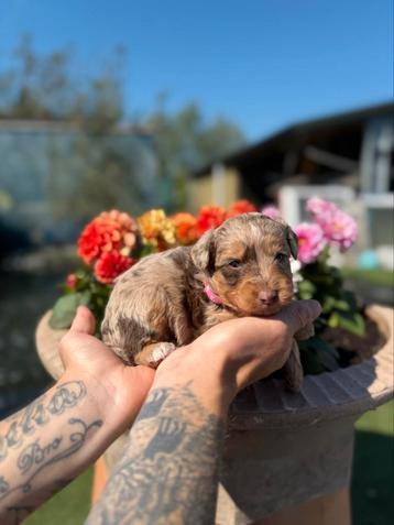 Mini aussie doodle pups ( australiche herder x dwerpoedel) beschikbaar voor biedingen