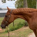 Mooie en veelzijdige merrie, Dieren en Toebehoren, Paarden, Merrie