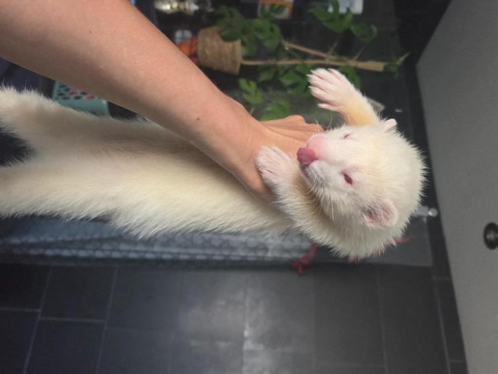 Fretten pups, Dieren en Toebehoren, Overige Dieren, Mannelijk, Maart