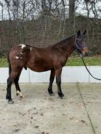 Super brave pony, Dieren en Toebehoren, Pony's