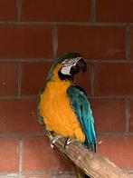 Zeer grote broedrijpe blauwgele ara man, Dieren en Toebehoren, Vogels | Parkieten en Papegaaien, Mannelijk, Papegaai, Geringd