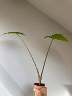 Alocasia, Huis en Inrichting, Kamerplanten, Ophalen