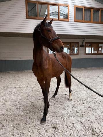2 jarige hengst te koop beschikbaar voor biedingen