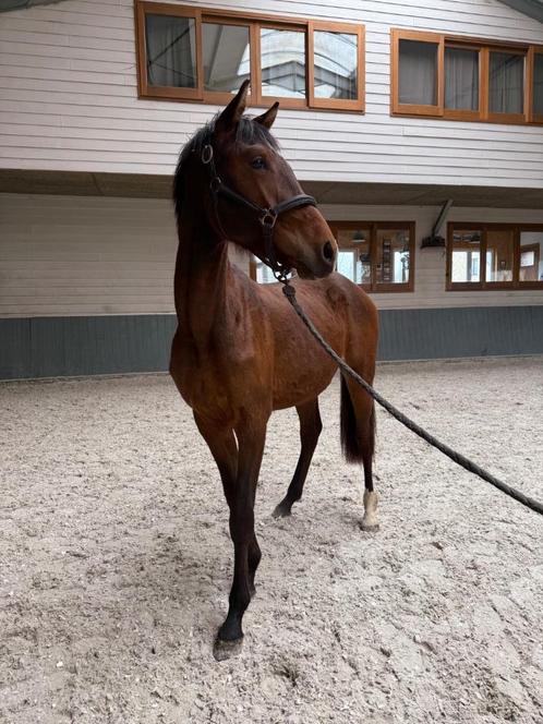 2 jarige hengst te koop, Dieren en Toebehoren, Paarden, Hengst, Onbeleerd, 165 tot 170 cm, 0 tot 2 jaar, Dressuurpaard, Met stamboom
