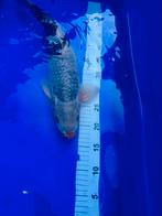 Japanese koi -Asagi 45 cm, Karper of Koi