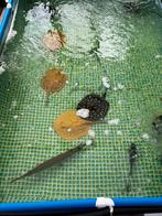 Visbestand Predator potamotrygon aquazwembad, Dieren en Toebehoren, Vissen | Aquariumvissen, Vis, Zoutwatervis