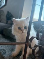 Mooie britse langhaar kittens en 1 korthaar, Dieren en Toebehoren, Katten en Kittens | Raskatten | Korthaar, Gechipt, 0 tot 2 jaar