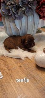 Shih tzu pupjes, België, Fokker | Hobbymatig, Overige rassen, CDV (hondenziekte)