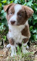 Border collie pups, België, Fokker | Hobbymatig, CDV (hondenziekte), 8 tot 15 weken