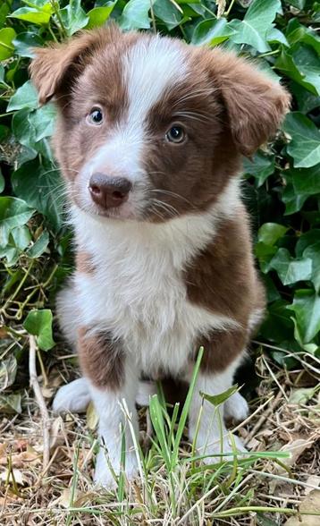 Border collie pups beschikbaar voor biedingen