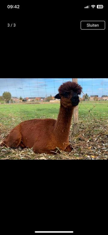 Alpaca merrie 