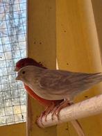 Mooie kanaries tekoop., Dieren en Toebehoren, Vogels | Overige Vogels