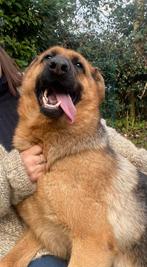 Duitse herder teef 2 jaar Hannah Junior, België, Fokker | Hobbymatig, CDV (hondenziekte), 1 tot 2 jaar