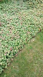 Gepanaceerde Oeverplant, Tuin en Terras, Planten | Tuinplanten, Volle zon, Vaste plant, Ophalen of Verzenden, Zomer