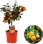 heel mooie MANDARIJNBOMEN, geënt! in pot, 60/+ cm , 24€/st, Ophalen of Verzenden, Lente, Vaste plant, Volle zon