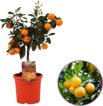 heel mooie MANDARIJNBOMEN, geënt! in pot, 60/+ cm , 24€/st beschikbaar voor biedingen