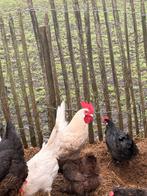 Haan, Dieren en Toebehoren, Pluimvee, Mannelijk, Kip