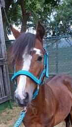 Brave Jaarling B pony hengst, B, 0 tot 2 jaar, Hengst, B pony (1.17m tot 1.27m)