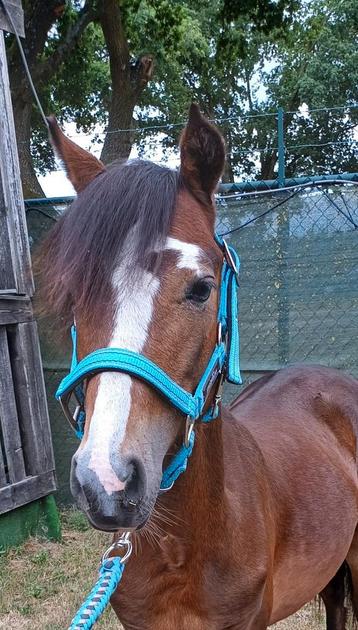 Brave Jaarling B pony hengst  beschikbaar voor biedingen
