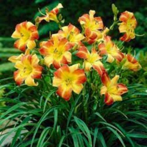 Hemerocallis 'Frans Hals', Tuin en Terras, Planten | Tuinplanten, Vaste plant, Ophalen