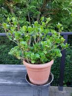 roze hortensia in een pot, Vaste plant, Halfschaduw, Zomer, Ophalen