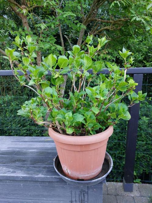roze hortensia in een pot, Tuin en Terras, Planten | Tuinplanten, Vaste plant, Overige soorten, Halfschaduw, Zomer, Ophalen