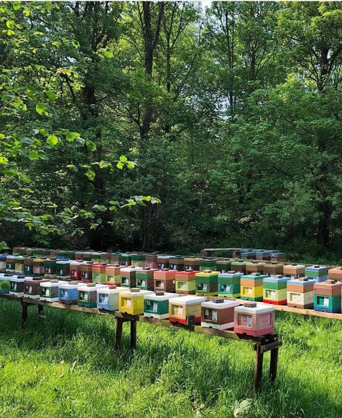 Reine abeille buckfast / noire, Dieren en Toebehoren, Overige Dieren-accessoires, Zo goed als nieuw