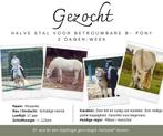 Doodbrave B-pony halve-stal, Dieren en Toebehoren, B