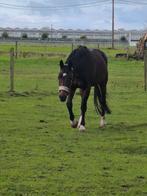 Te koop 11 jarige ruin . braaf in box ,bij hoefsmid, borstel, Dieren en Toebehoren, Paarden, Ruin