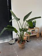 Mooie grote bananenplant, Ophalen