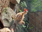Serama 2 coquelets, Dieren en Toebehoren, Ophalen, Nieuw, Overige materialen, Overige typen