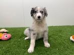 Border Collie pups, Dieren en Toebehoren, Honden | Herdershonden en Veedrijvers, Parvo, België, 8 tot 15 weken, Collie