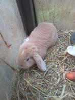 Jonge Franse hangoor konijntjes, Oreilles tombantes