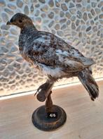 Taxidermie sneeuwhoen opgezet dier, Enlèvement