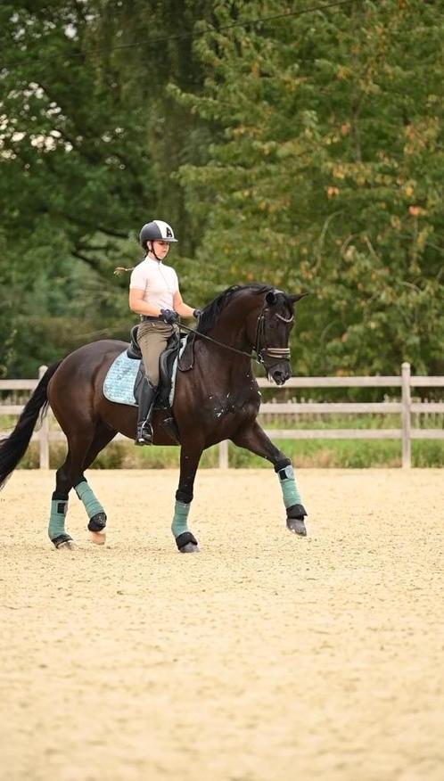 Paardrij instructrice aangeboden, Dieren en Toebehoren, Stalling en Weidegang, Accessoires, 4 paarden of pony's of meer