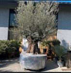 ‼️Mega olijfbomen aan promoprijzen ‼️, Jardin & Terrasse, Plantes | Arbres, Enlèvement
