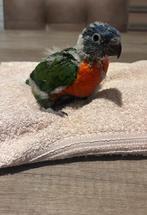 Handtamme lori, Dieren en Toebehoren, Vogels | Parkieten en Papegaaien