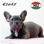 Franse Bulldogs (verschillende kleuren) pups te koop, Dieren en Toebehoren, 15 weken tot 1 jaar, Buitenland, CDV (hondenziekte)