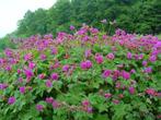 Planten op bestelling, Tuin en Terras, Planten | Tuinplanten, Ophalen, Siergrassen
