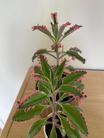 Kalanchoe pink butterfly stek disponible aux enchères