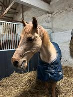 Kinderpony, Dieren en Toebehoren, Paarden, Ruin, Minder dan 160 cm, Gechipt, 11 jaar of ouder