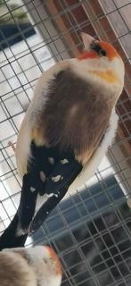 Chardonneret, Animaux & Accessoires, Enlèvement