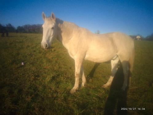 Pension a la ferme, Animaux & Accessoires, Box & Pâturages