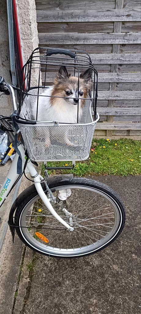 Panier chien pour vélo, Vélos & Vélomoteurs, Accessoires vélo | Paniers de vélo, Comme neuf, Enlèvement ou Envoi