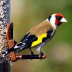 Cherche chardonnerets, Dieren en Toebehoren, Ophalen of Verzenden