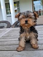 Yorkshire pups, Dieren en Toebehoren, Honden | Jack Russells en Terriërs, Yorkshire Terriër, België, CDV (hondenziekte), 8 tot 15 weken