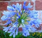 Zaden Agapanthus lichtblauw oogst 2024, Tuin en Terras, Ophalen of Verzenden