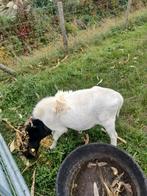Dorper ram te koop 4jaar oud wegens einde dek, Dieren en Toebehoren, Schapen, Geiten en Varkens