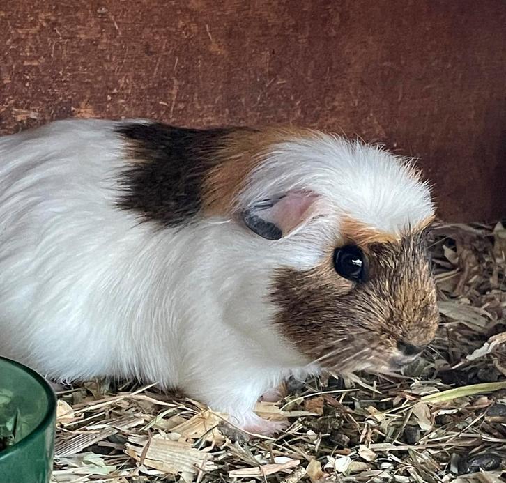Cavia beertje, Animaux & Accessoires, Rongeurs, Mâle, Cobaye, Juin